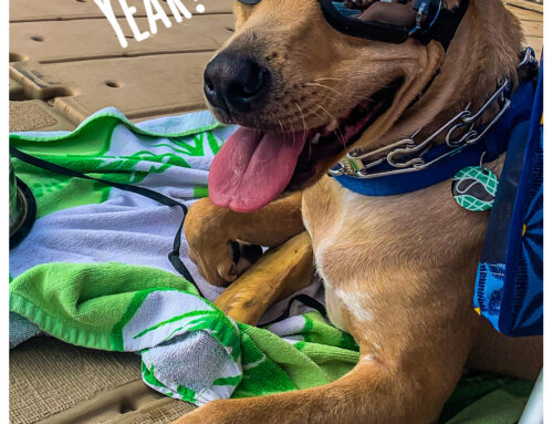 Happy New Year – Cheers to 2021!